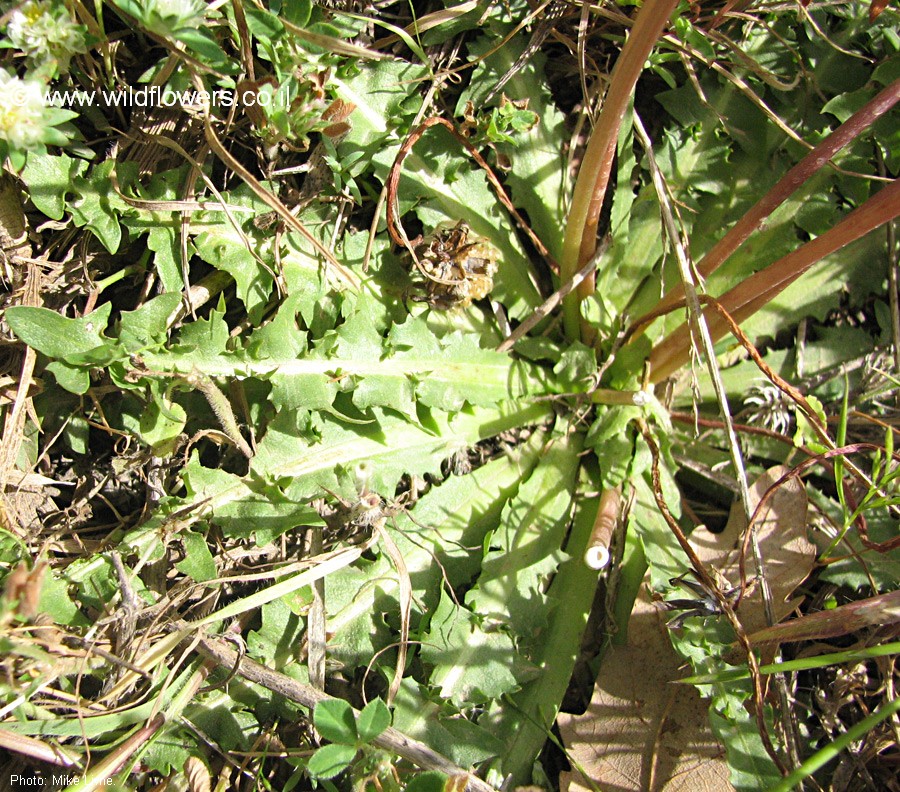 Taraxacum cyprium
